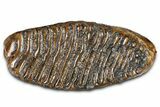 Fossil Woolly Mammoth Lower M Molar - Poland #370338-2